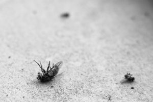 death pest